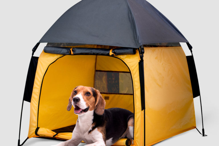 avalanche dog tent camping outdoor