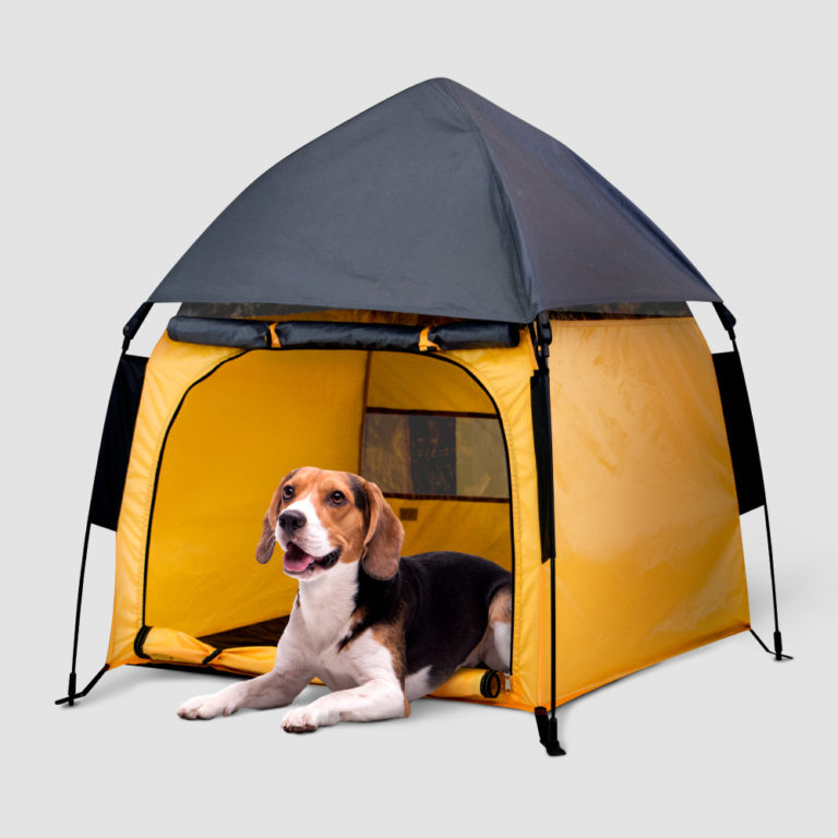 avalanche dog tent camping outdoor
